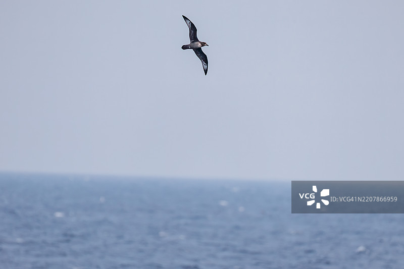 一只美丽的短尾海燕，属于鸻科，飞翔在水面上。图片素材