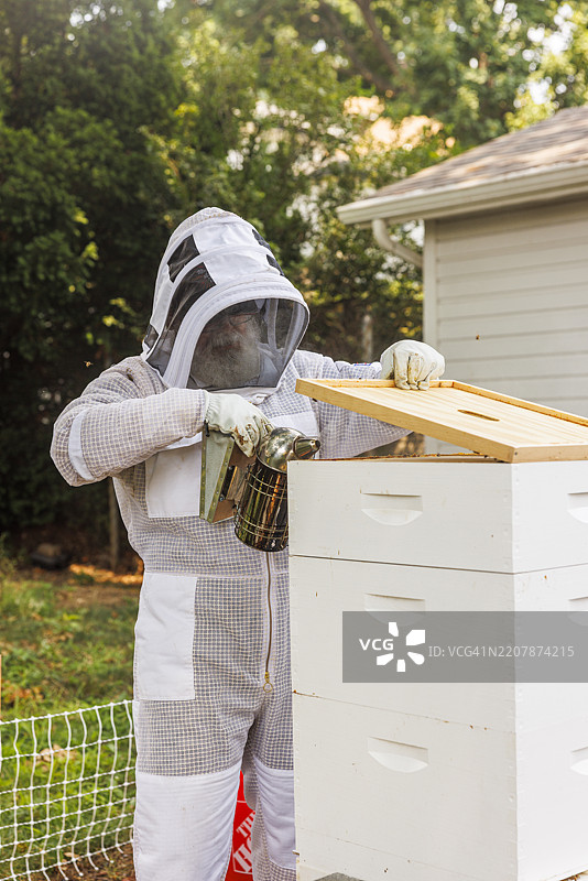 在后院检查蜂箱框架。一位年长的拉丁裔男性穿着全套防护装备，管理着养蜂场，并用烟雾驱赶蜜蜂。图片素材