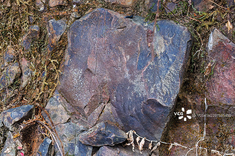 悬崖岩石上的真菌。静冈县热海市 - 2025年2月1日图片素材