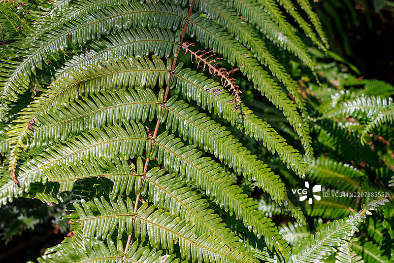 美丽的蕨类植物。叶子和芽。静冈县热海市 - 2025年2月1日图片素材