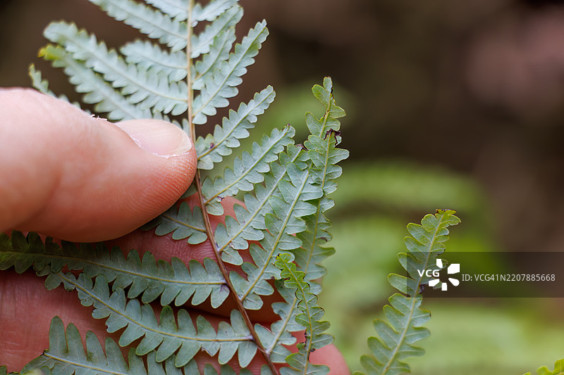 美丽的蕨类植物。叶子和芽。静冈县热海市 - 2025年2月1日图片素材