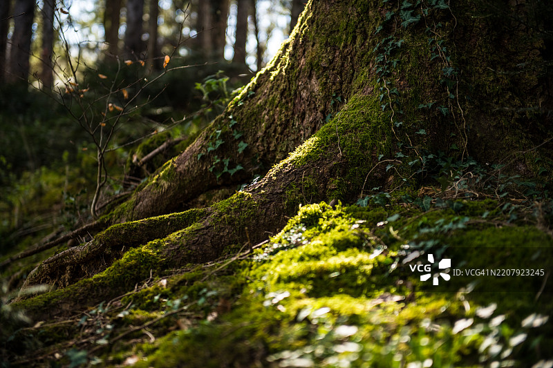 树根覆盖着苔藓，沐浴在晨光中图片素材