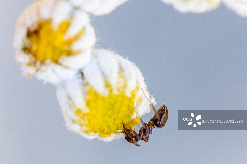 黄色草地蚂蚁（Lasius flavus）在黄色雏菊上图片素材