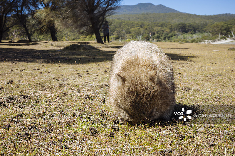 塔斯马尼亚玛丽亚岛上的澳大利亚袋熊。Vombatus ursinus图片素材