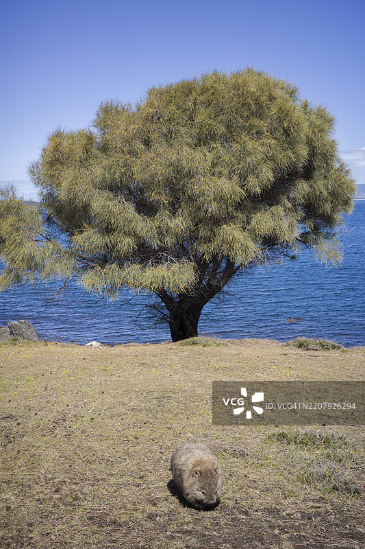 可爱的袋熊与国家公园中的一棵树图片素材