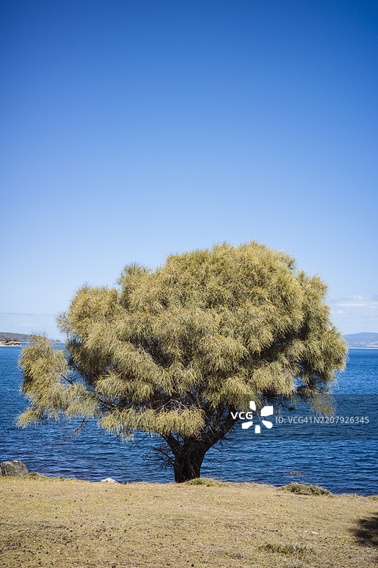 树木与海洋背景图片素材