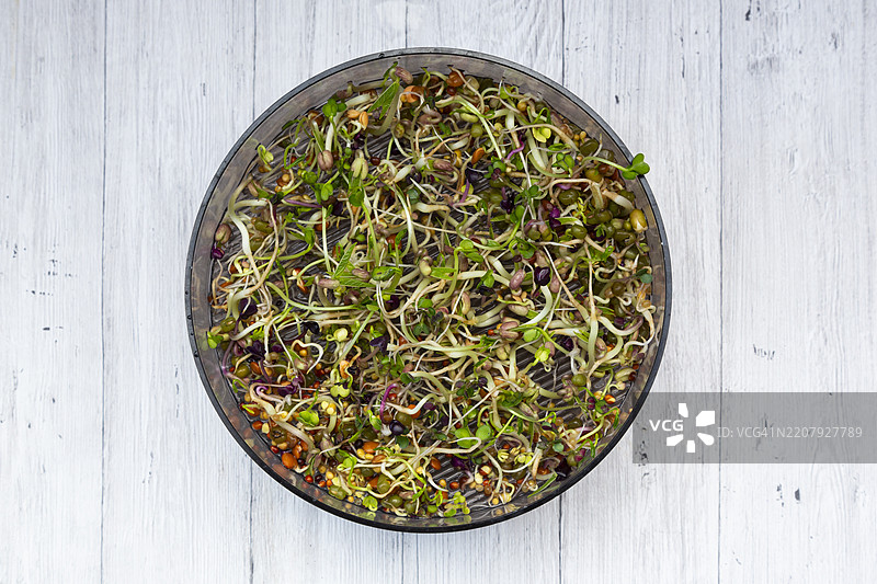 各种芽菜的芽菜盒图片素材