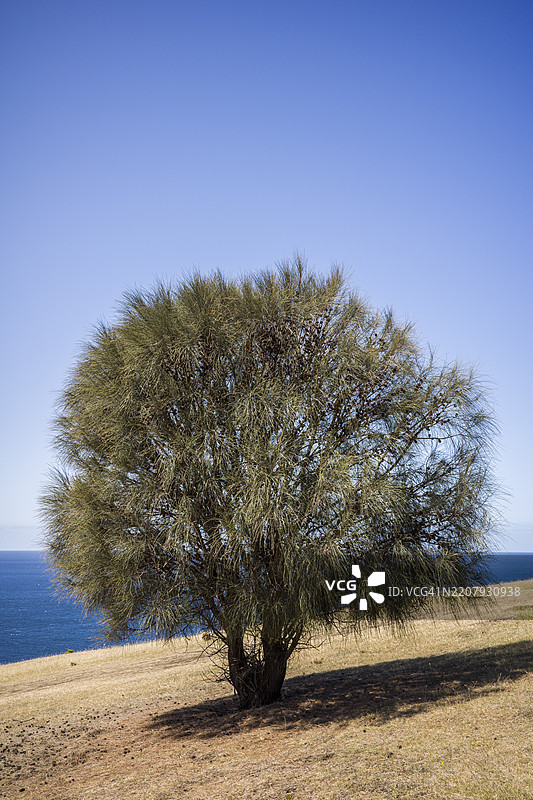 澳大利亚自然保护区的山丘上的一棵树图片素材