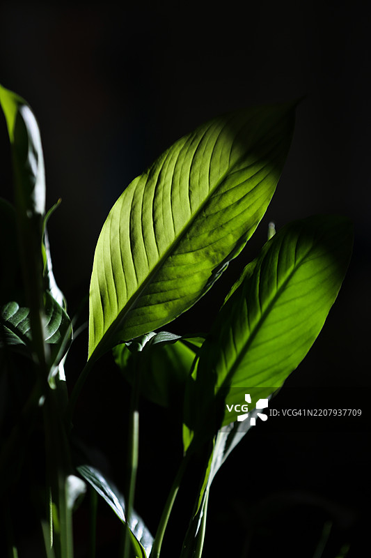 绿和平百合叶子在黑暗背景下，环境光照，竖版图像图片素材
