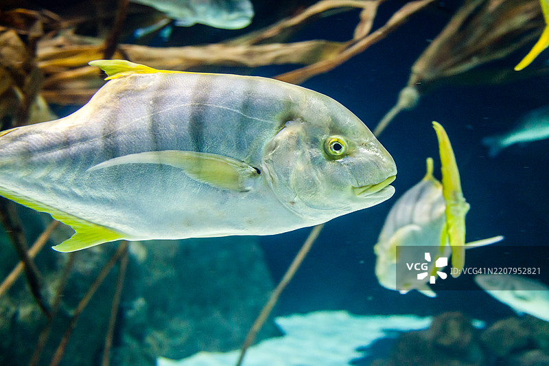 金色鲹鱼 (Gnathanodon speciosus)图片素材