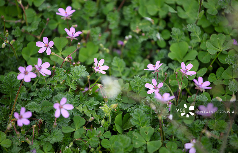 普通鹳嘴草 (Erodium cicutarium)图片素材
