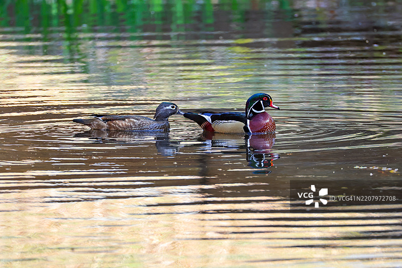 卡罗来纳鸭情侣图片素材