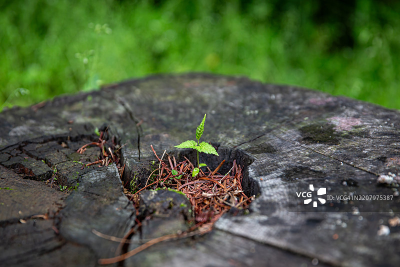 树桩上的嫩芽图片素材