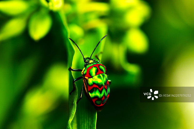 路易斯变色虫，小丑虫，一种臭虫，盾虫，士兵虫，五角虫图片素材