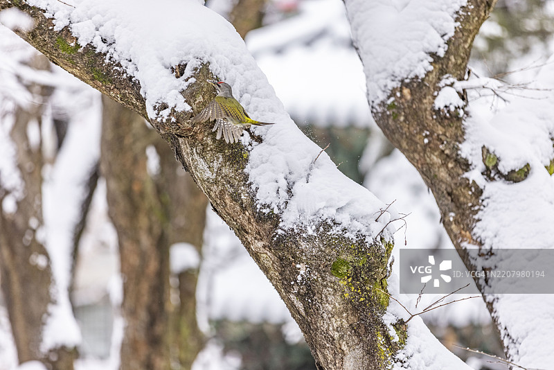 青瓦台，首尔城北区，蓝色塔德基图片素材