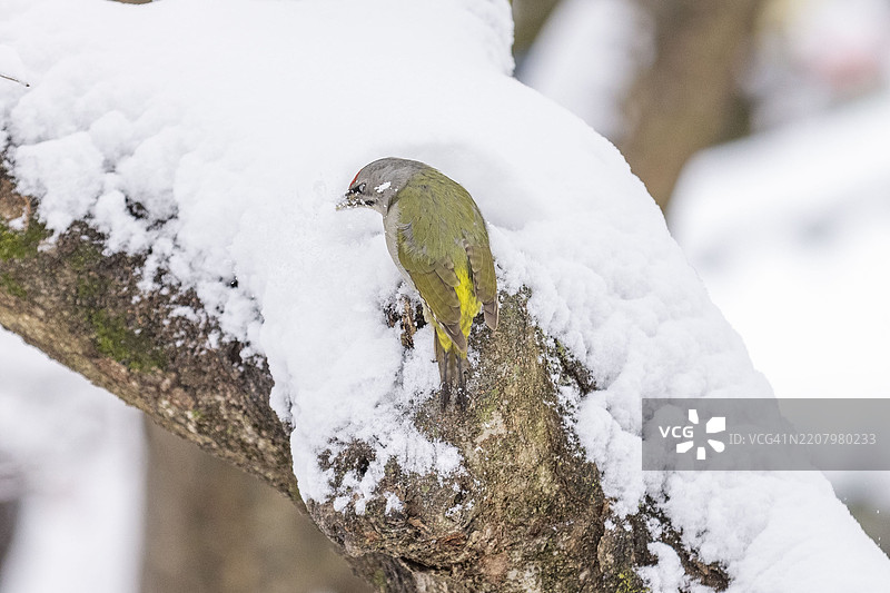 青瓦台，首尔城北区，蓝色塔德基图片素材