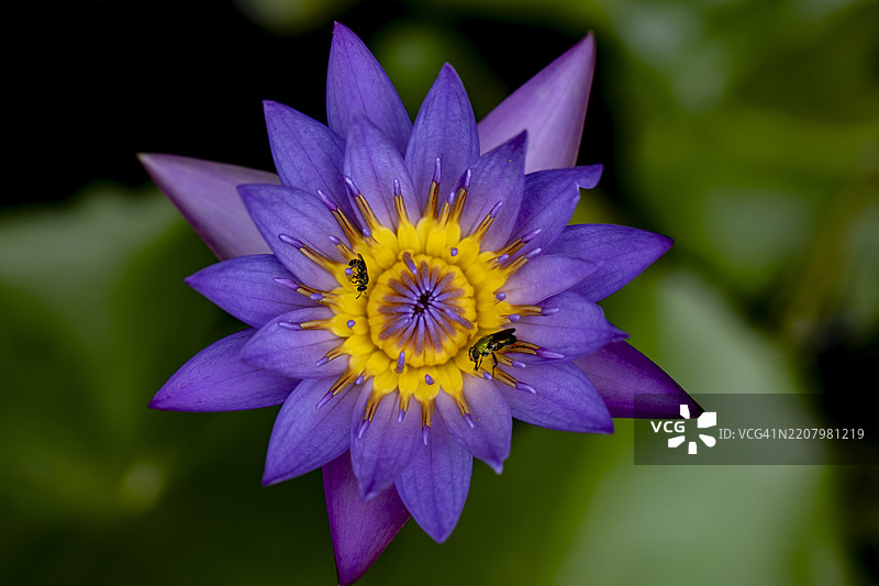 京畿道城北区吉祥寺图片素材