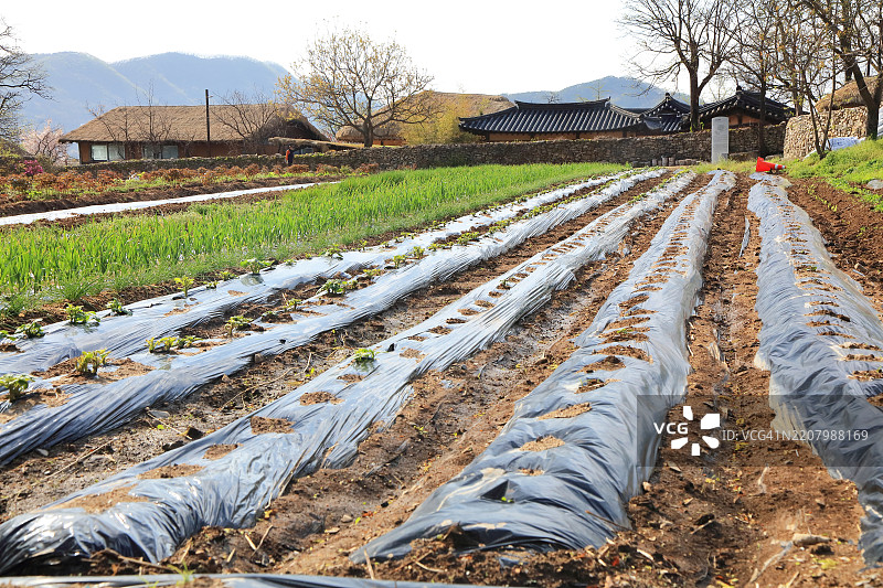 蔬菜花园图片素材