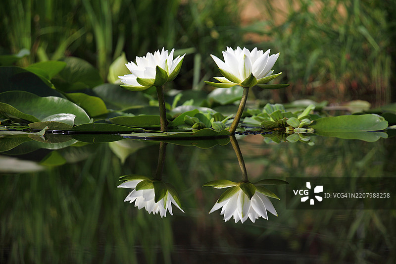 训练，睡莲，水妖，水葱图片素材