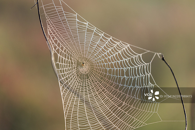植物，昆虫，装饰，蜘蛛，效果，闪光，锡耶纳，颜色，插图，自然，动物，皮恩扎，海外照片，图案，季节，光，黄色，露水，蜘蛛网，托斯卡纳，花，意大利，背景，抽象，叶子，水滴，特写，无脊椎动物图片素材