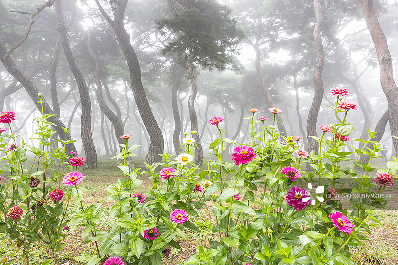 忠清北道报恩郡阴汉里松树林图片素材