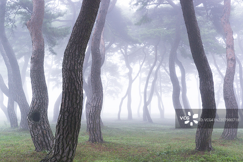 忠清北道报恩郡阴汉里松树林图片素材
