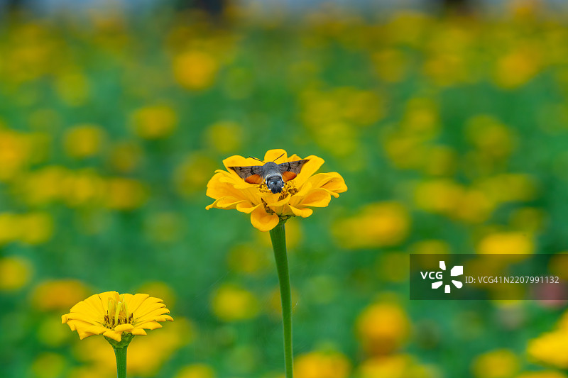 女王花与蝴蝶，京畿道加平郡图片素材