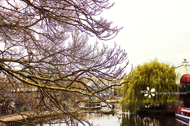 伦敦卡姆登的摄政运河上冬季的树枝图片素材