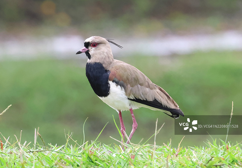 南方环颈鸻图片素材