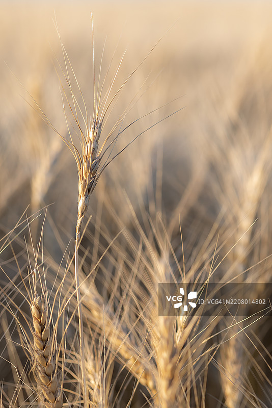 小麦田的特写镜头图片素材