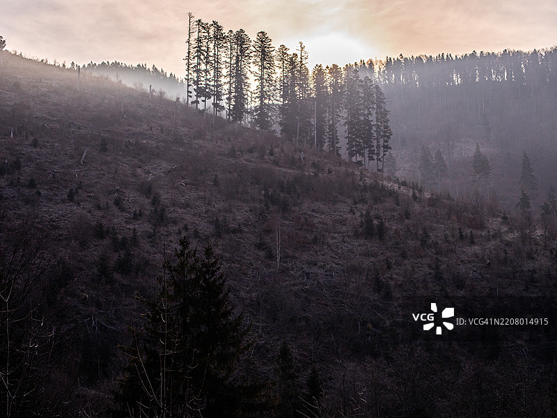 森林中的树木与天空相映成趣图片素材