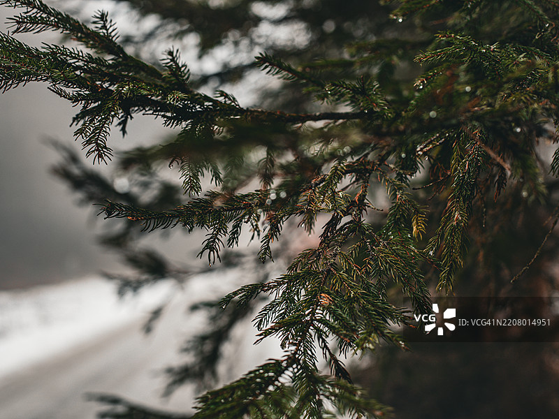 树枝特写图片素材