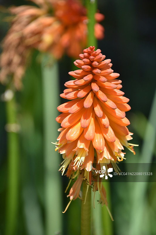 盛开的火炬百合花园，美国，USA图片素材