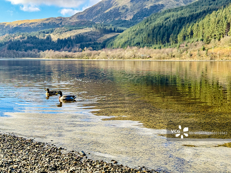 鸭子在卢布奈湖中游泳图片素材