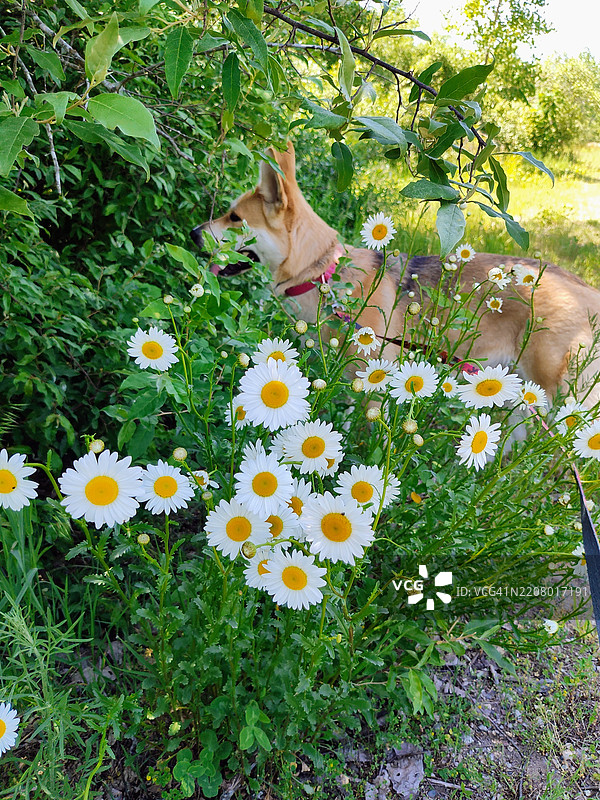 高角度视图的狗与花朵，密歇根州穆斯基根，美国图片素材