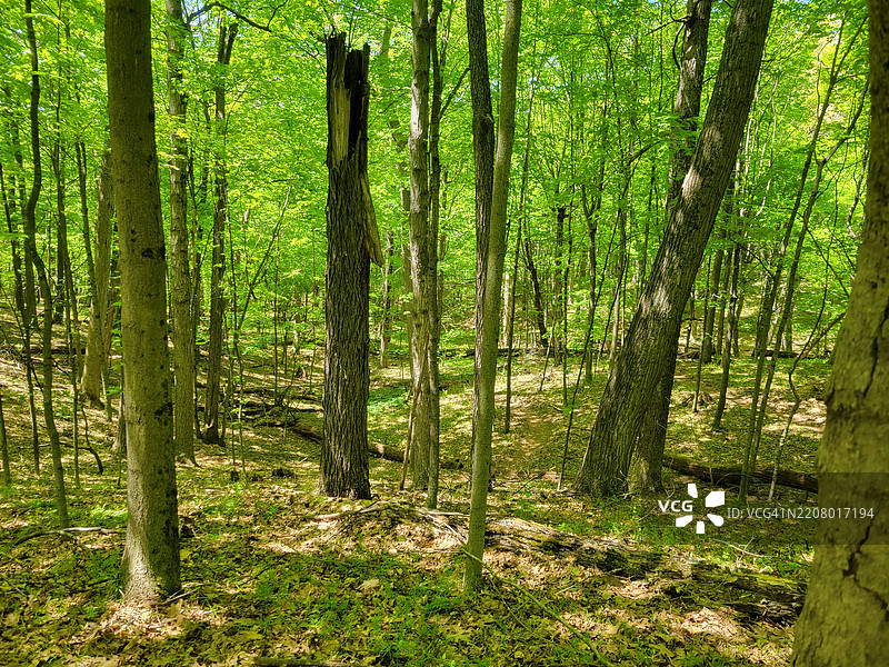 美国密歇根州穆斯基根的森林中的树木图片素材