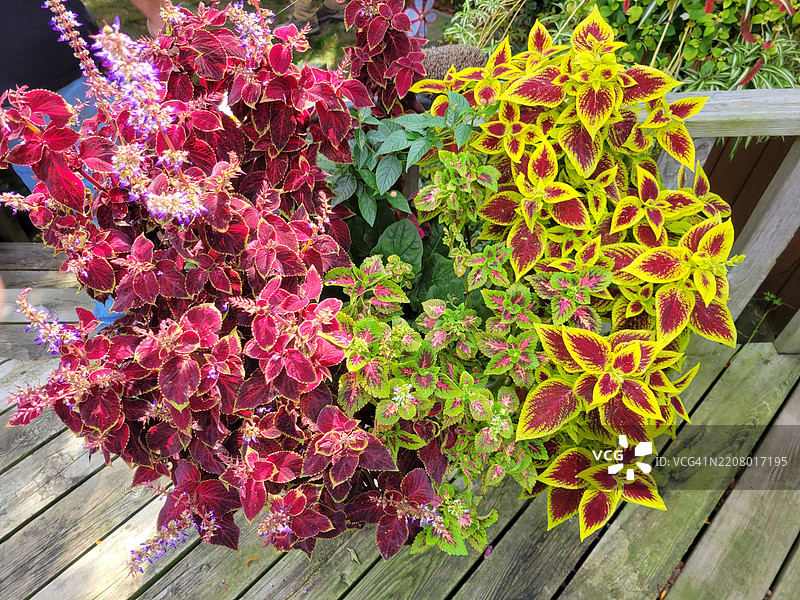 高角度视图的开花植物，密歇根州穆斯基根，美国图片素材