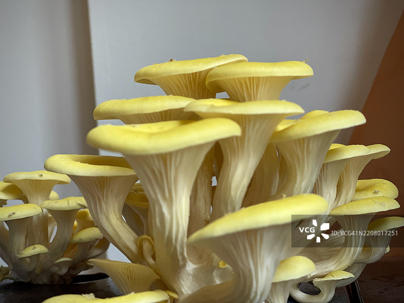 蘑菇特写，南特威奇，英国图片素材