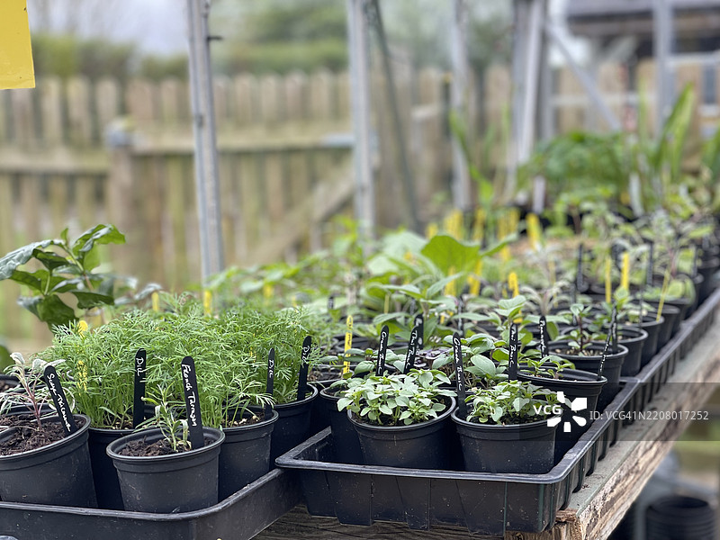 英国南特威奇的盆栽植物特写图片素材