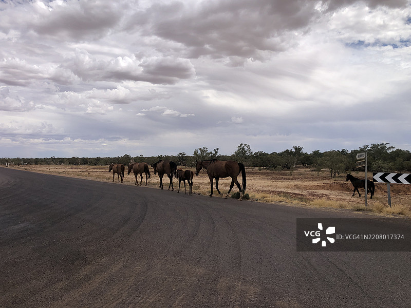 一群马，伊南敏卡，南澳大利亚，澳大利亚图片素材