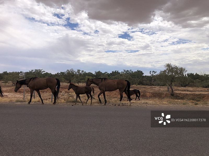两匹马在打斗，伊南敏卡，南澳大利亚，澳大利亚图片素材