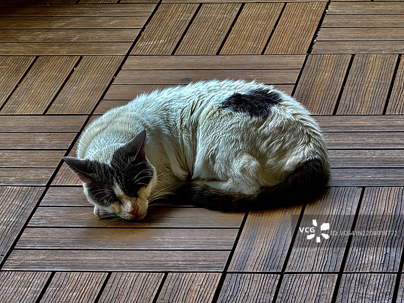 高角度视图的猫在地板上睡觉，拉马特甘，特拉维夫区，以色列图片素材