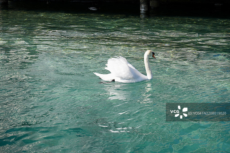 瑞士湖面上游泳的天鹅俯视图图片素材