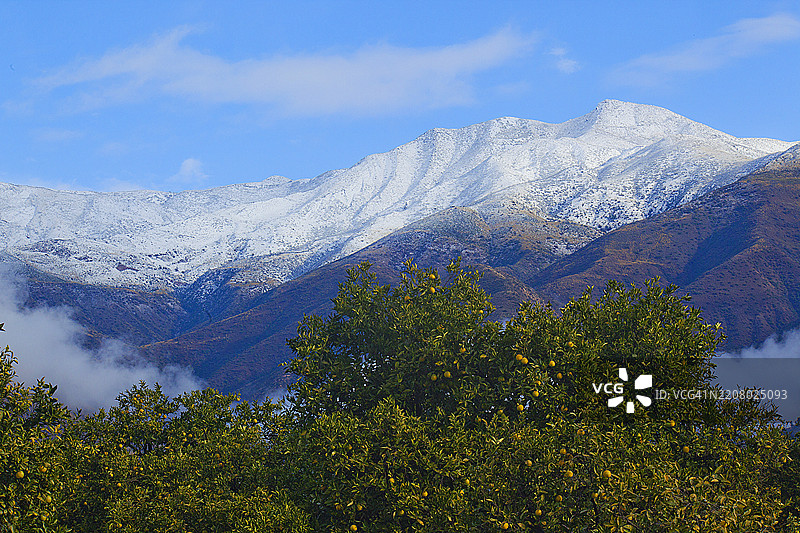 雪顶托帕托帕山脉与前景的橙子果园 - 系列的一部分图片素材