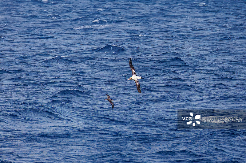 一只巨大的短尾信天翁（Phoebastria albatrus）在海岸外飞翔，翼展超过2米。一只美丽的短尾海燕（Ardenna tenuirostris，鸻科）在水中出现。图片素材