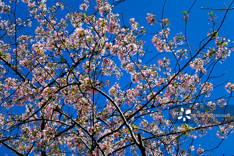 华盛顿特区的樱花图片素材