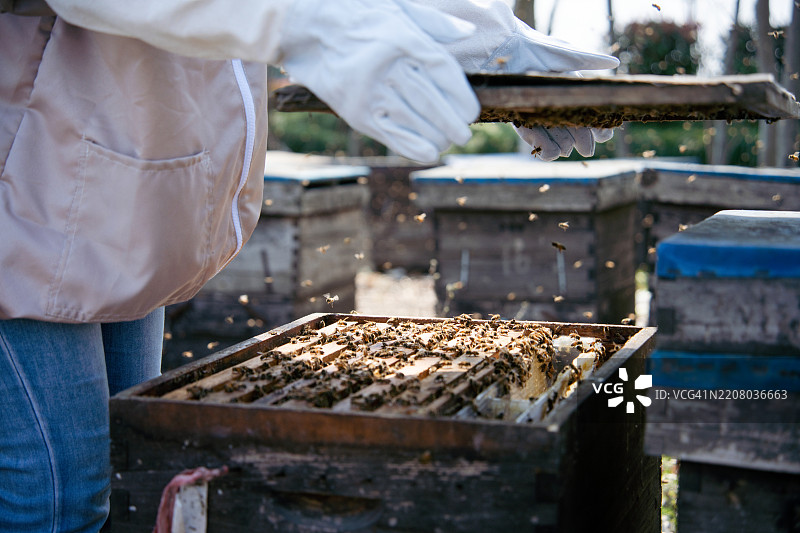 亚洲女性养蜂人在穿着养蜂服和手套的情况下检查蜜蜂箱。图片素材