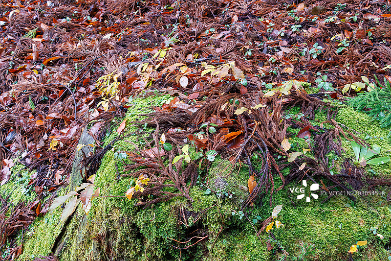 覆盖苔藓的石碑和小神社。山中的小神社。图片素材