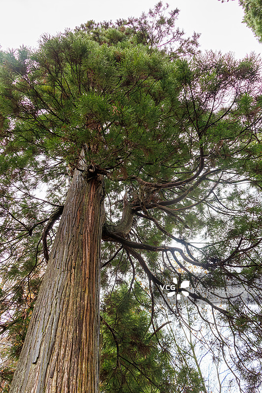 苔藓覆盖的神圣树木。图片素材