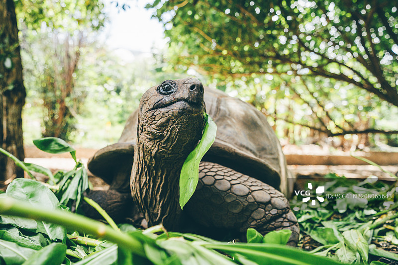 塞舌尔巨龟。图片素材